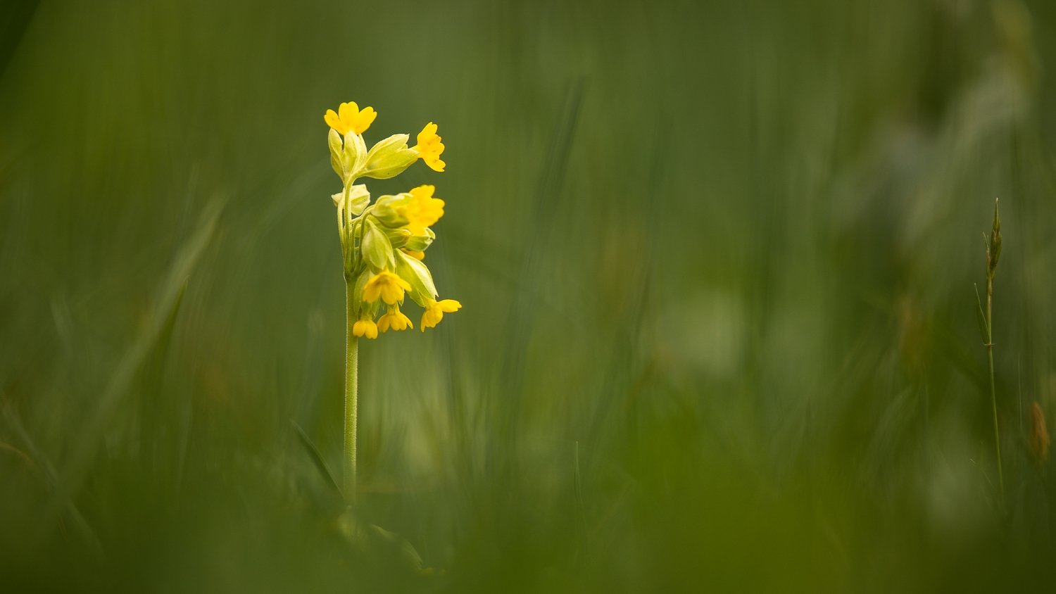 Schlüsselblumen