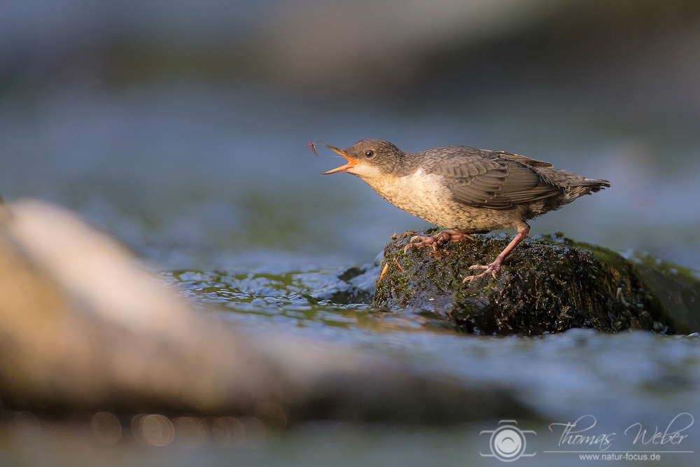 Junge Wasseramsel beim jagen