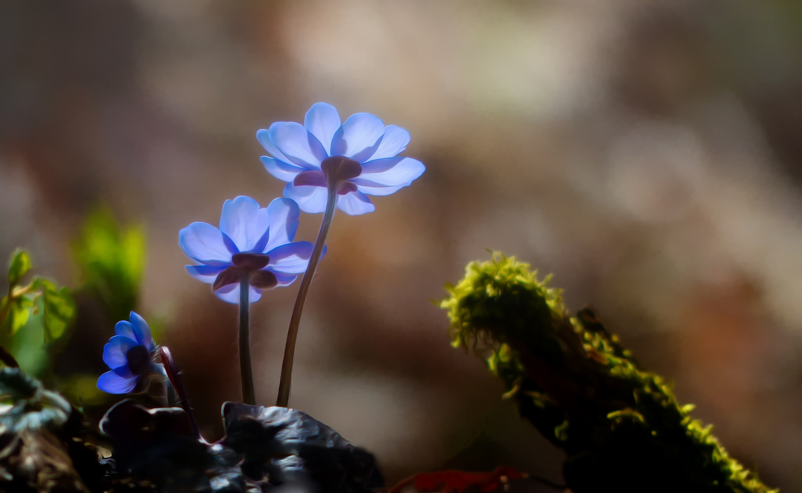 blaue Blumen