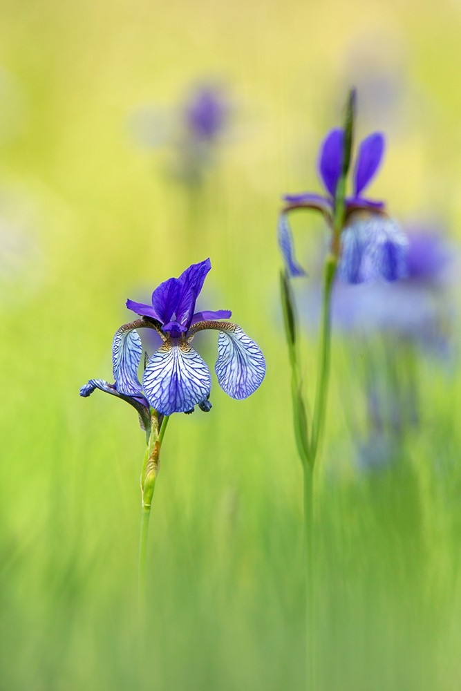 Iris Sibirica