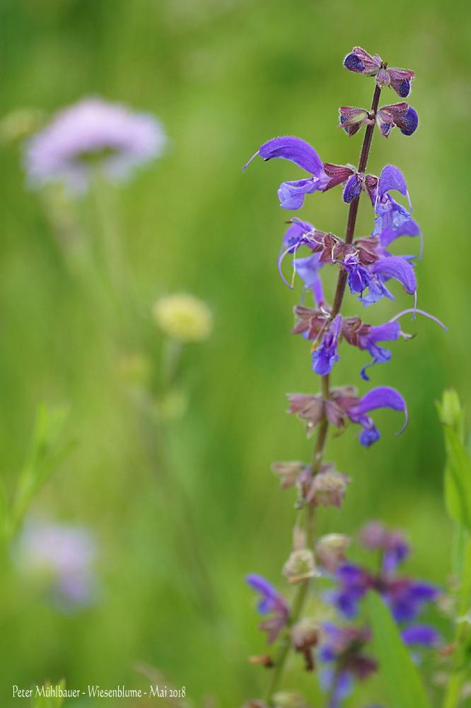 Wiesensalbei