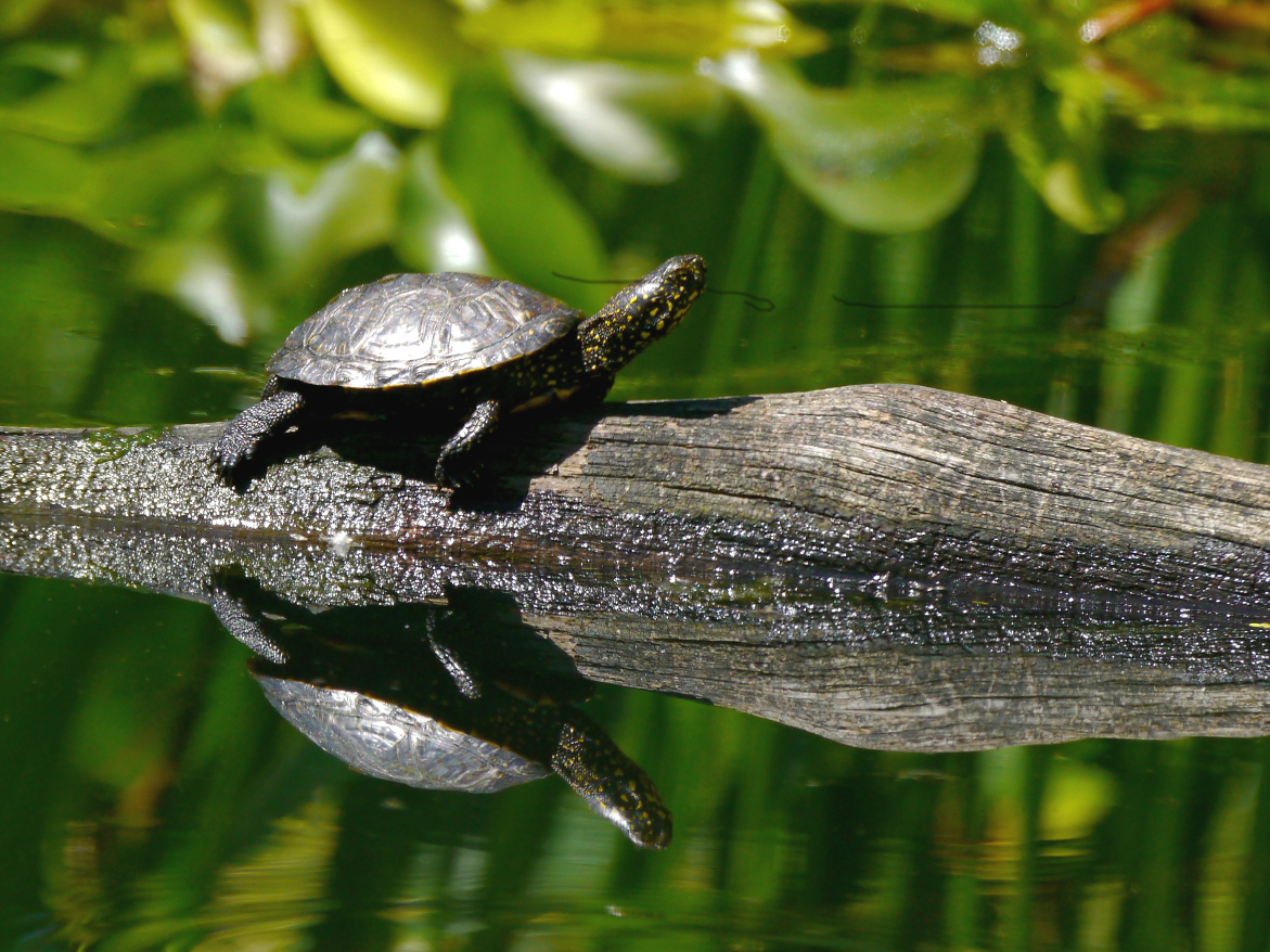Zum Spiegeltag: eine europäische Sumpfschildkröte ...
