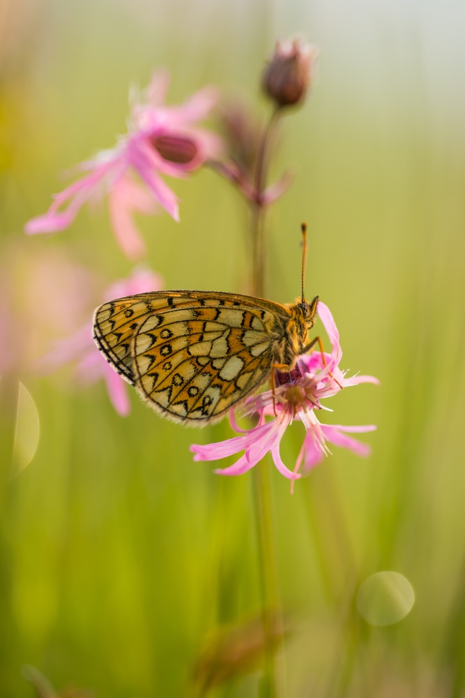 Boloria eunomia