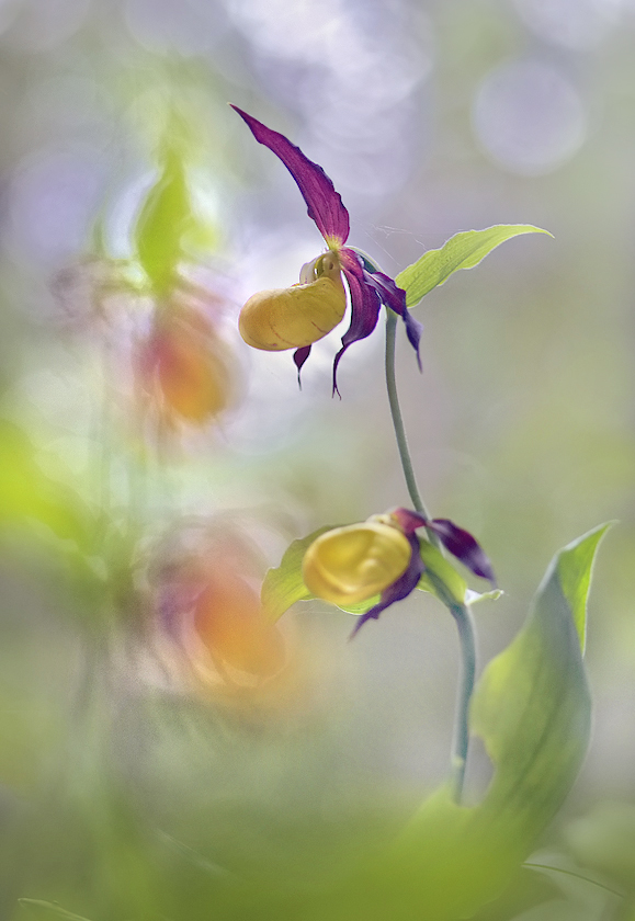 In voller Blüte ...,