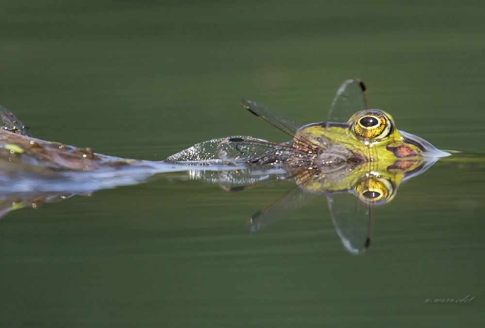 Ein Frosch