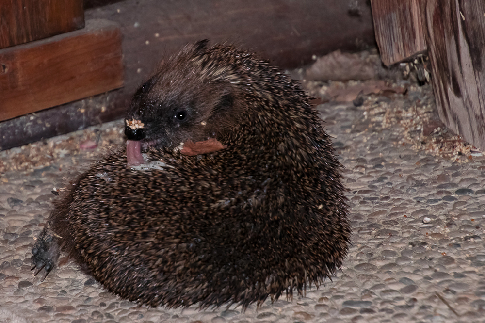 Wildlife in Mutters Garten - auch am späten Abend