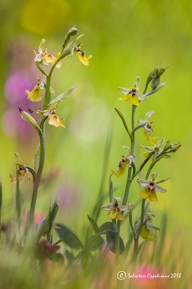 Ophrys lacaitae