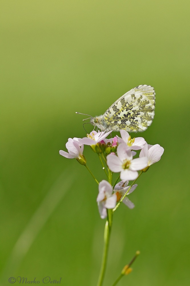 Aurorafalter (Anthocharis cardamines)