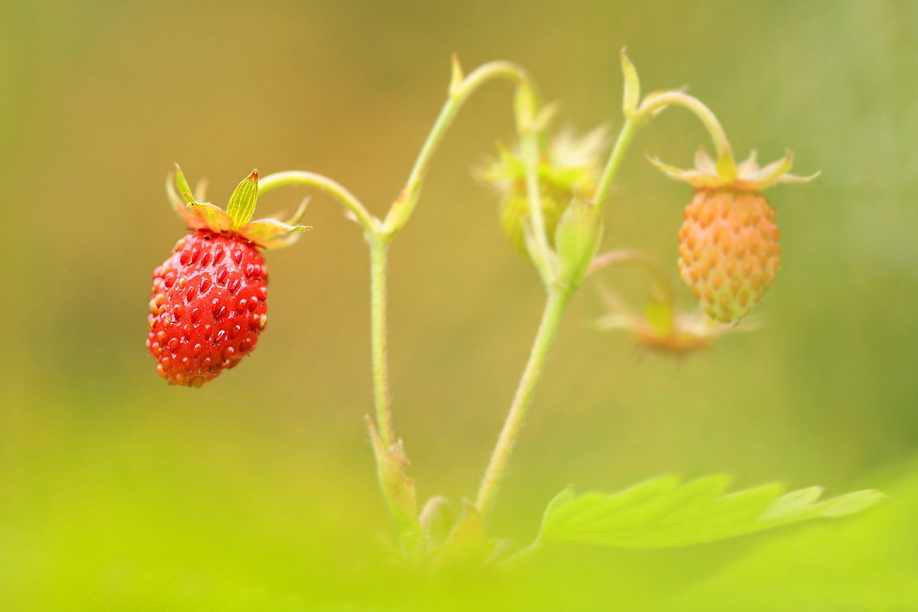 Wald-Erdbeeren #1