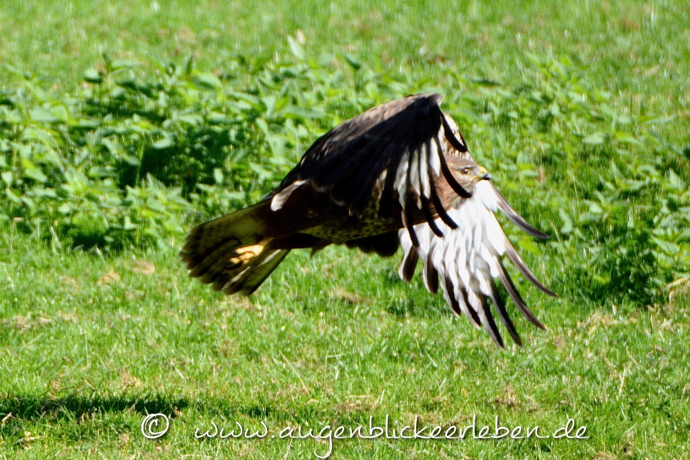 Bussard