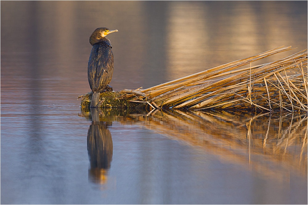 Kormoran – Träumend in den Sonnenaufgang
