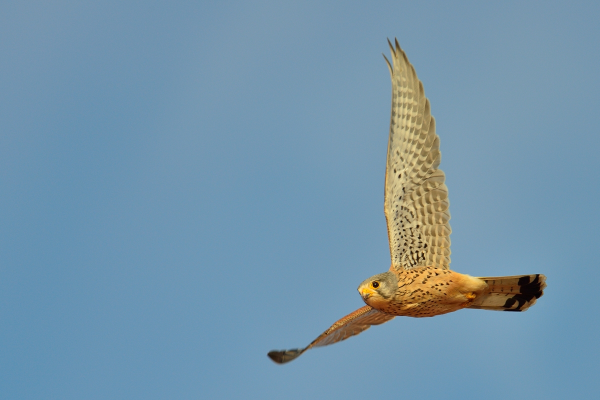 Turmfalke
