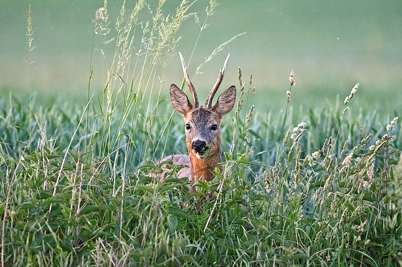 Fast im Zelt