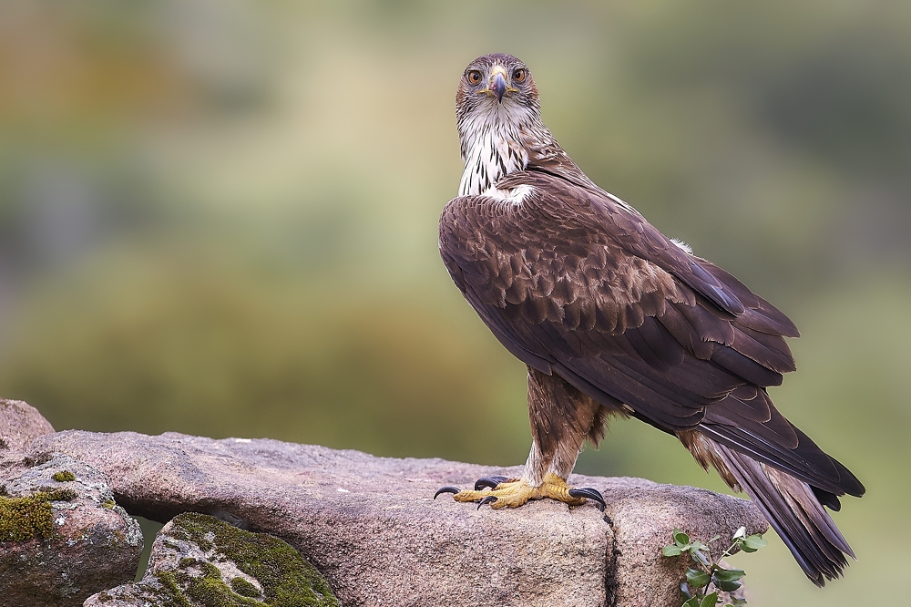 Habichtsadler