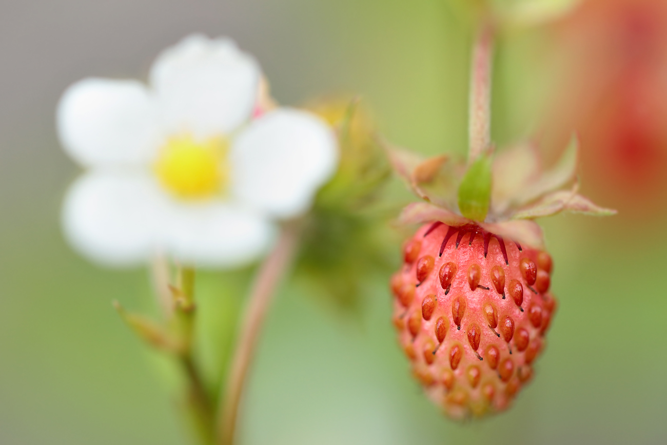 Wald-Erdbeeren #3