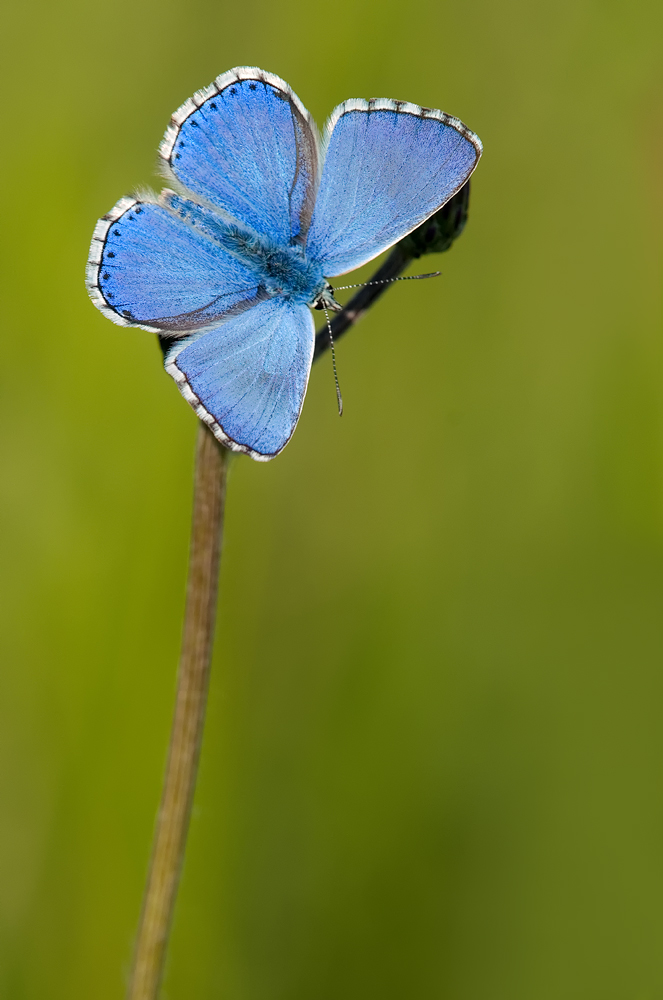 Adonis Blue