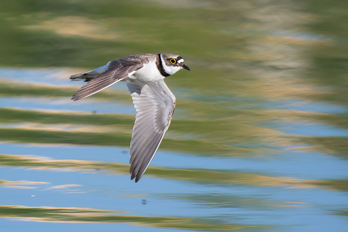 Fluppi 3 (Forum für Naturfotografen)