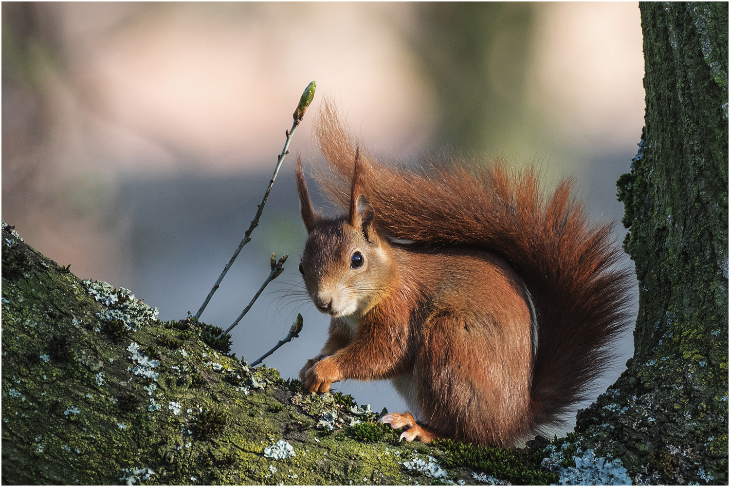 Das Hörnchen