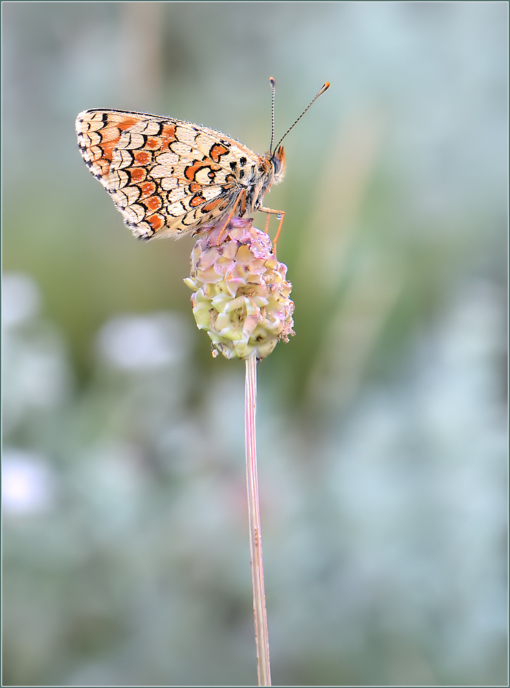 *Flockenblumen Scheckenfalter*