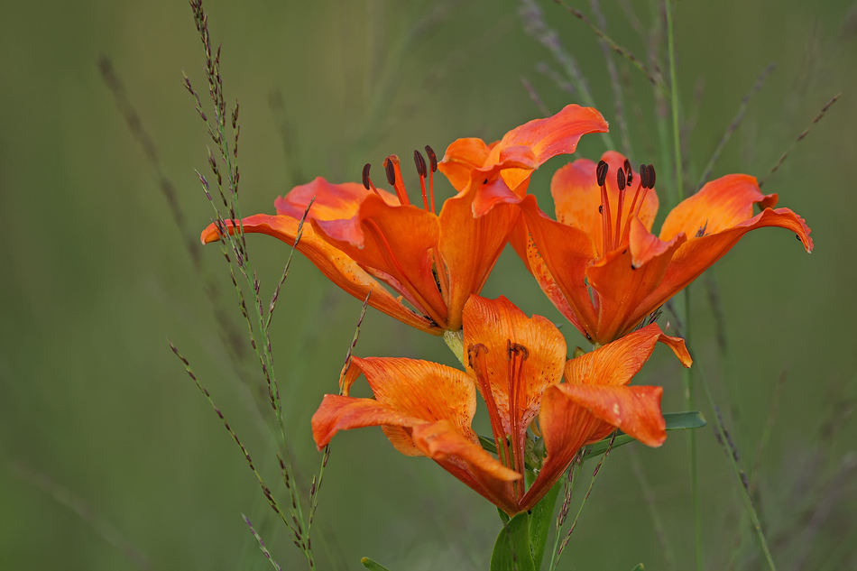 Lilium bulbiferum