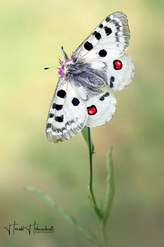 Parnassius apollo vinningensis (Mosel-Apollo)