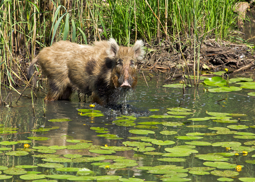 Wildschwein