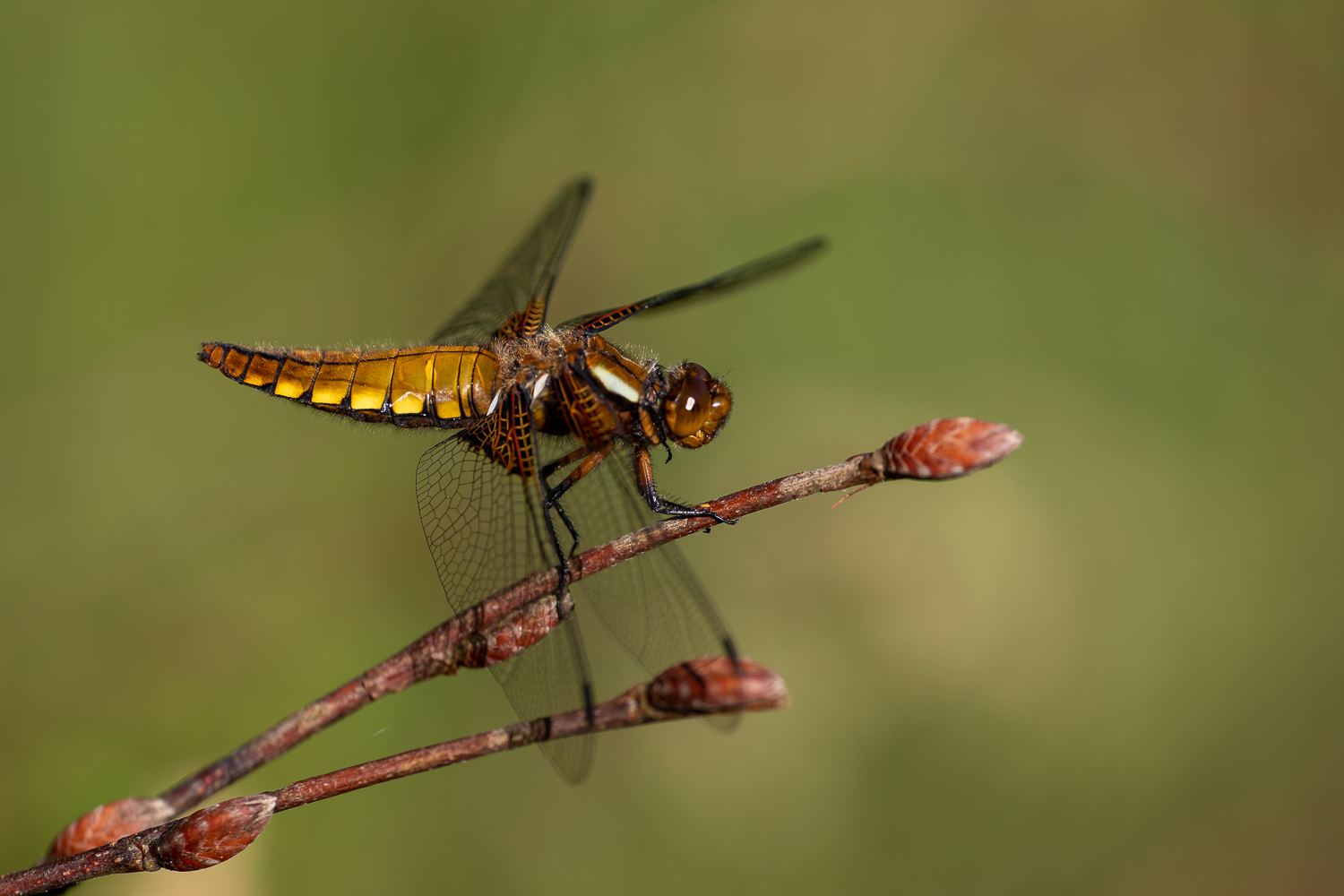 Plattbauchfrau beim Sonnenbaden