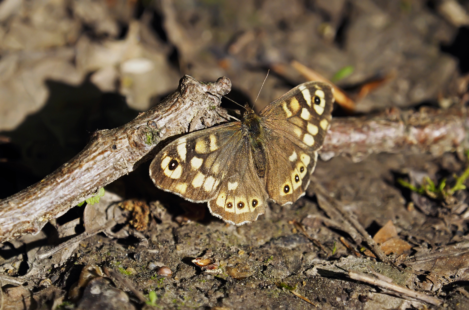 Waldfalter Doku.