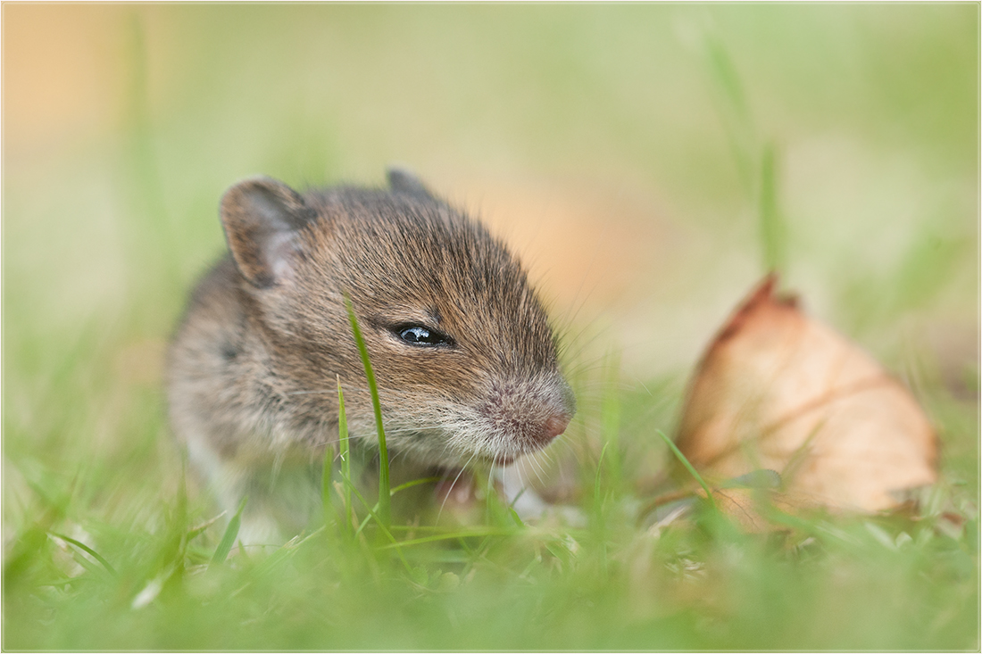 Junge Feldmaus (Microtus arvalis)