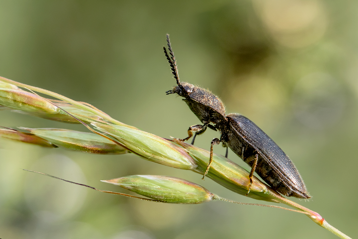 Käfer
