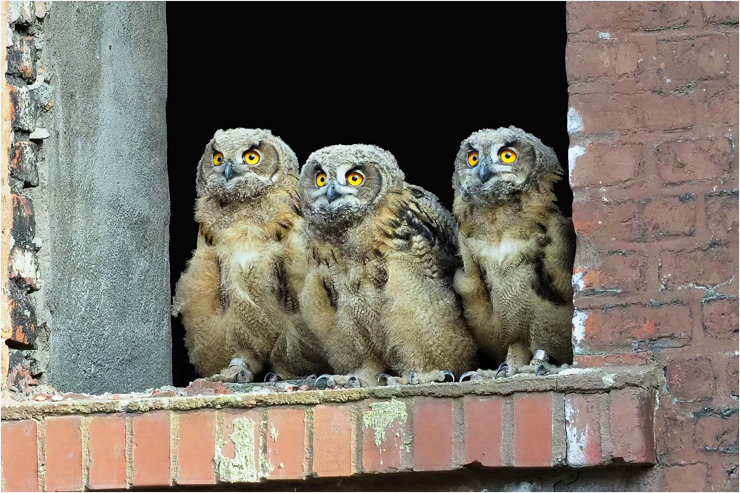 Das Trio