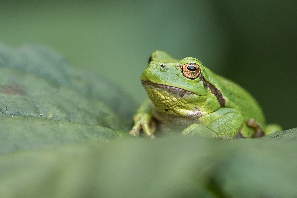 Frosch