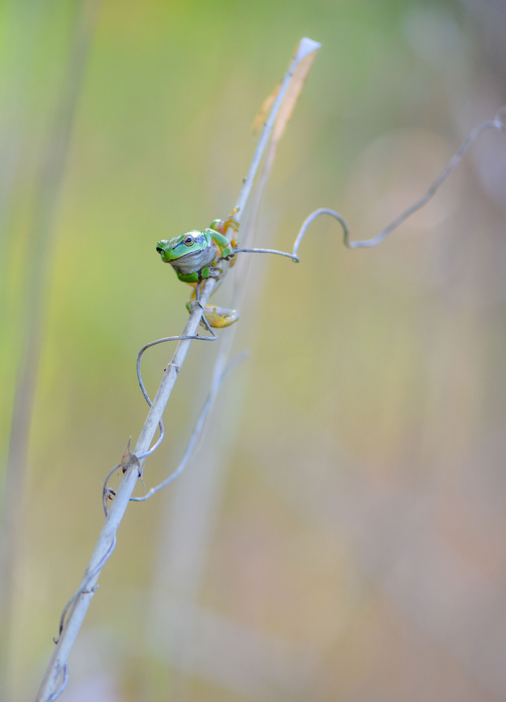 Laubfrosch