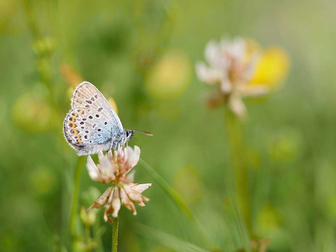 Sommerwiese