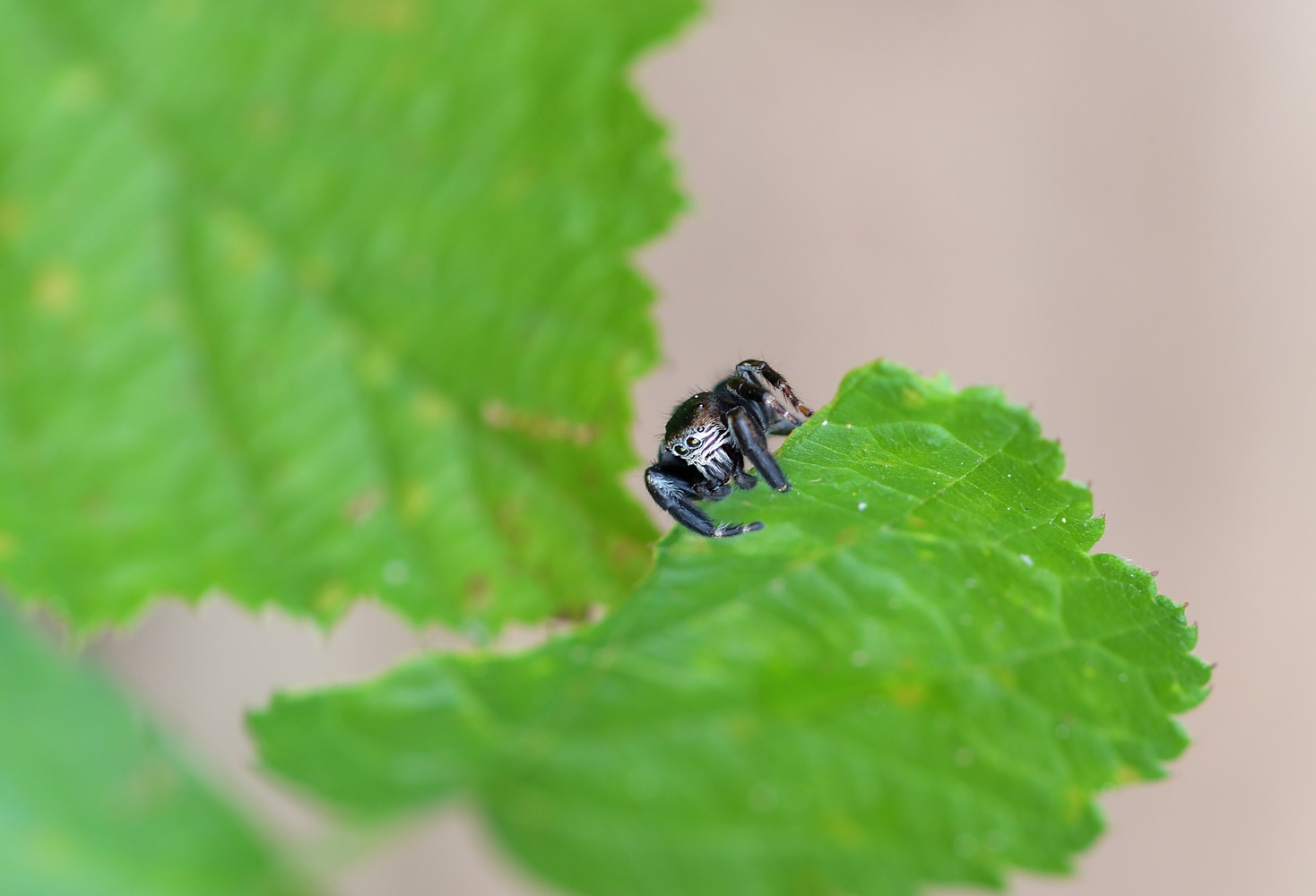 Schwarze Springspinne