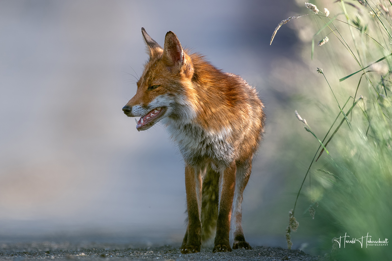 Fähe im abendlichen Licht