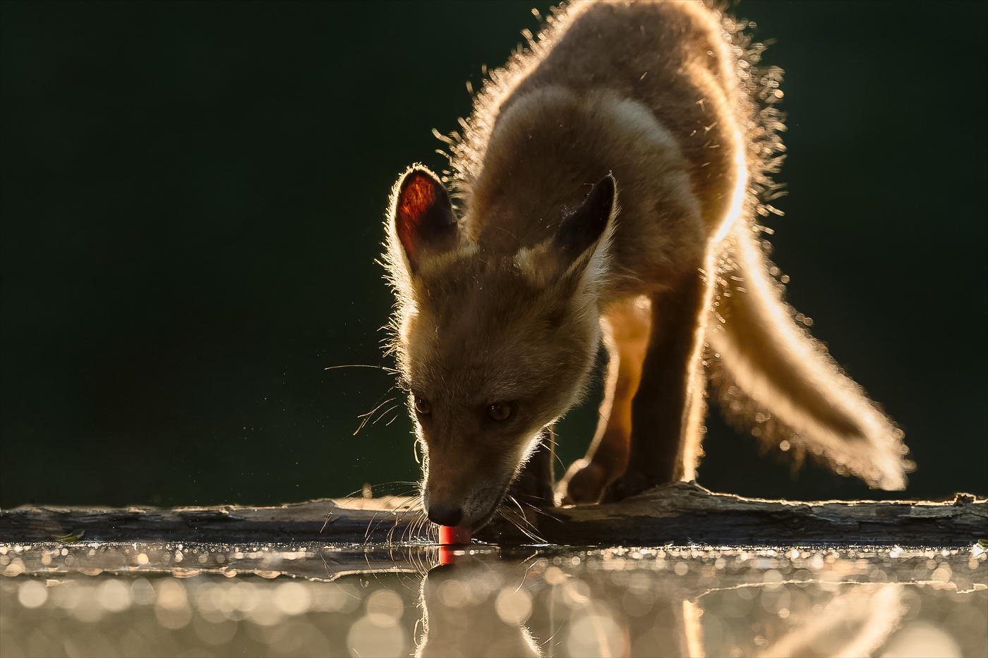 Fuchs beim Trinken