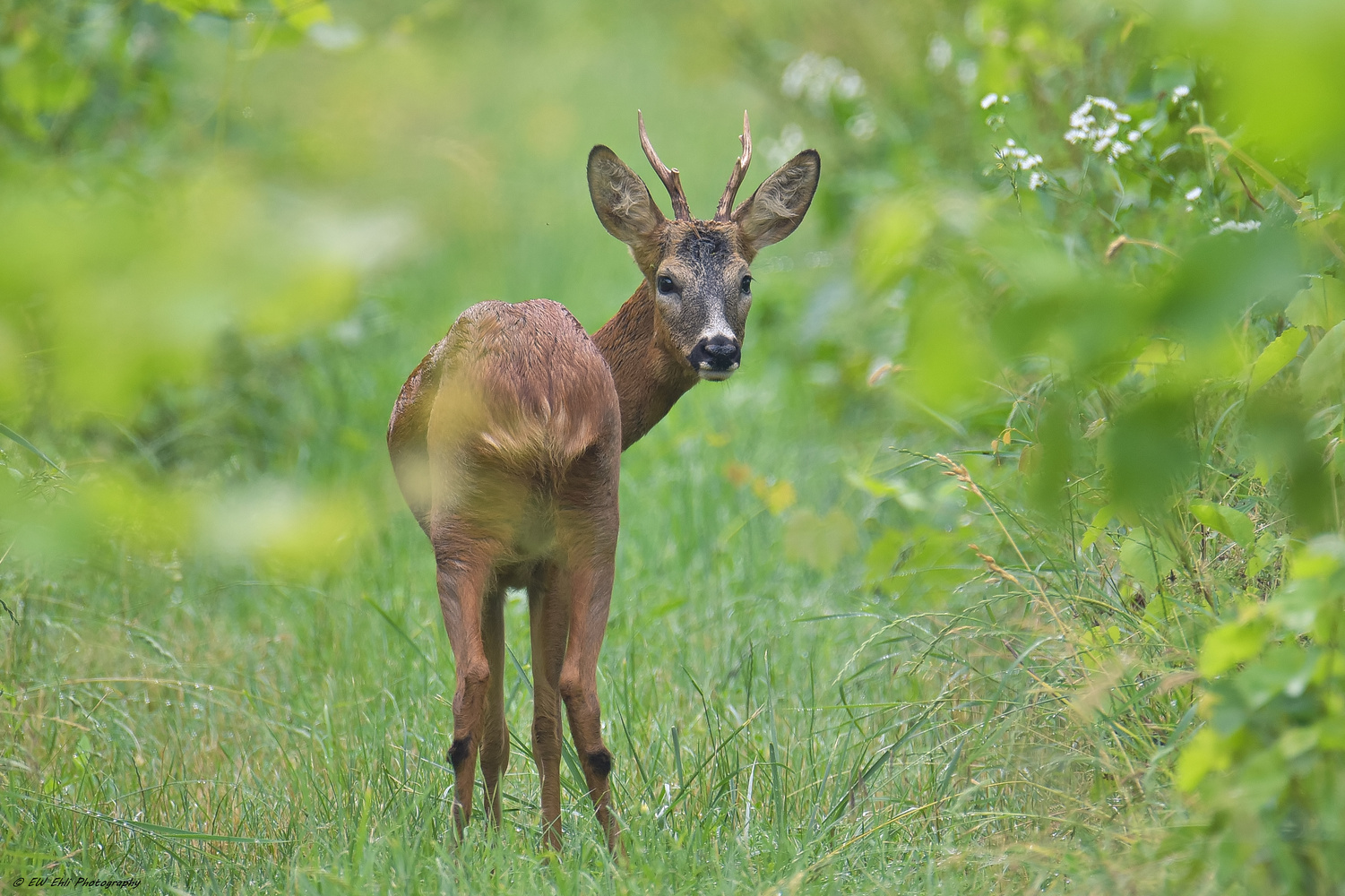 Vertrauter Blick