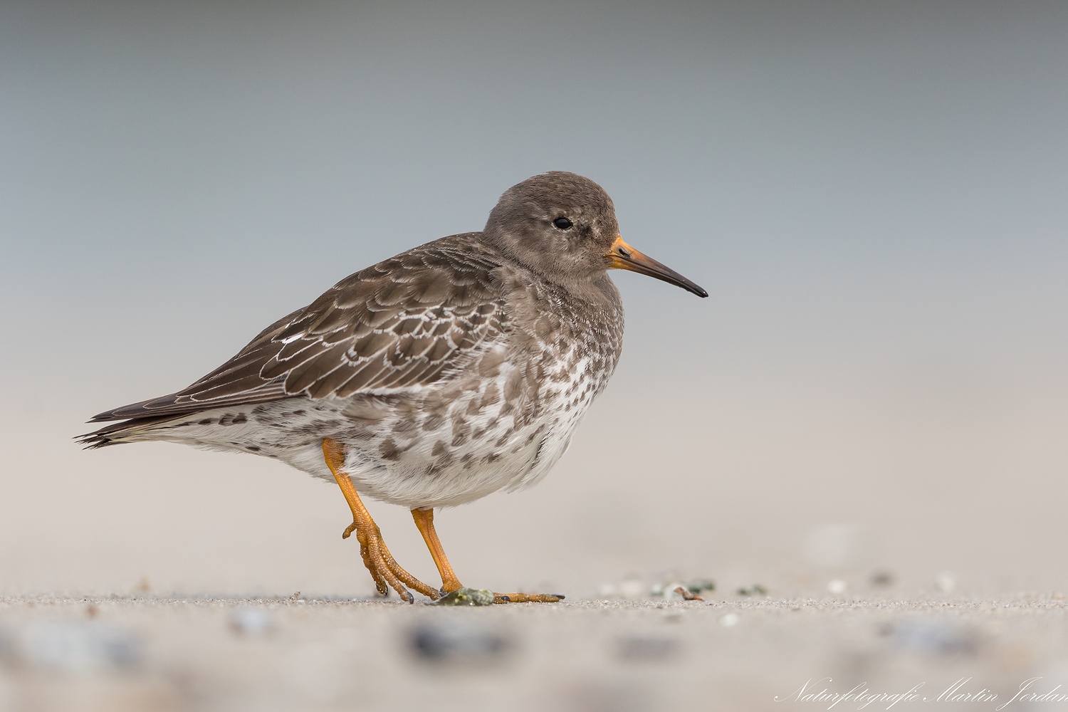 Meerstrandläufer