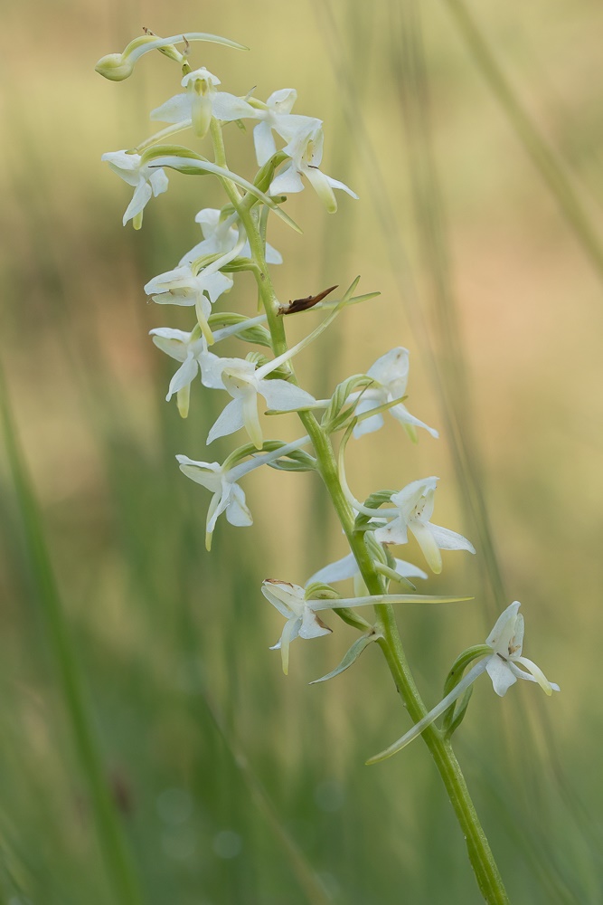 Weiße Waldhyazinthe