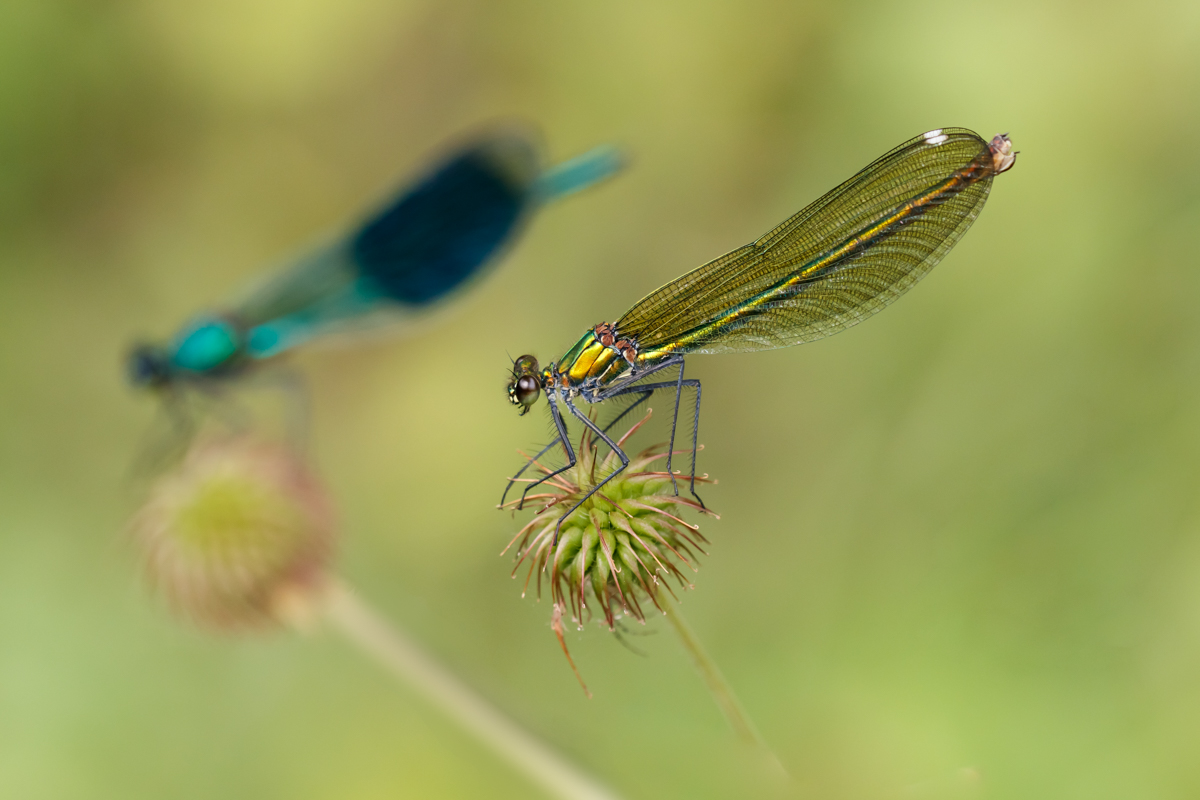 Gebänderte Prachtlibelle (Weibchen)