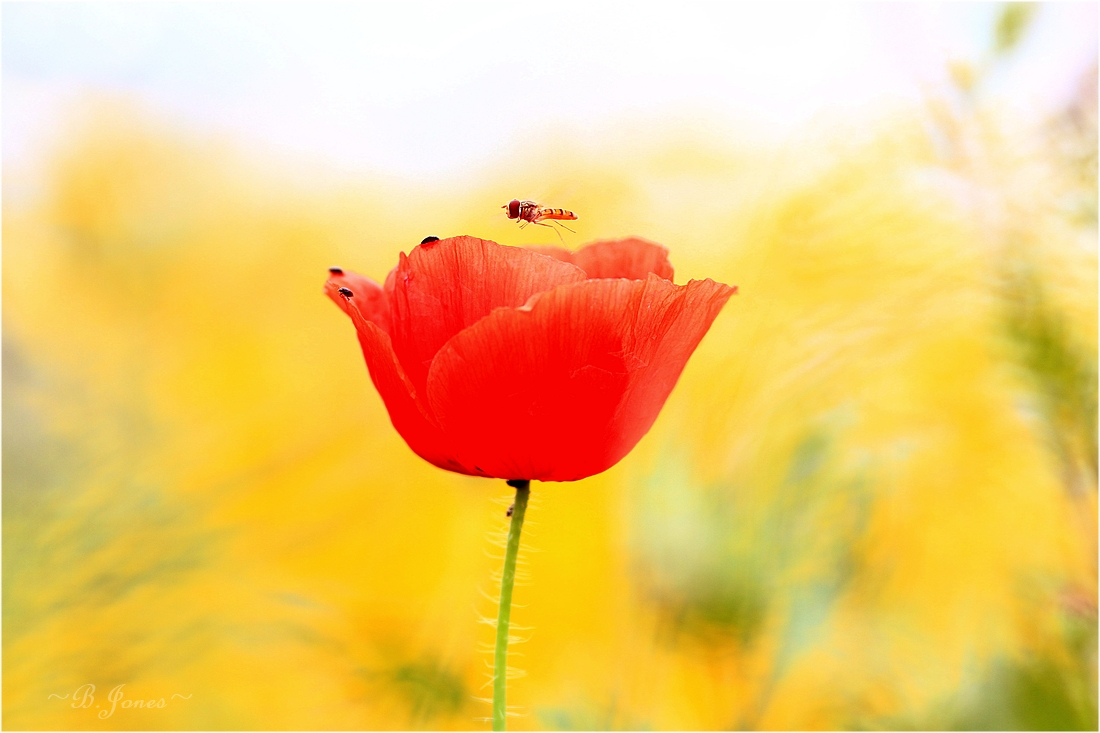 -Schweben üben dem Mohn-