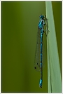 Hufeisenazurjungfer (Coenagrion puella)