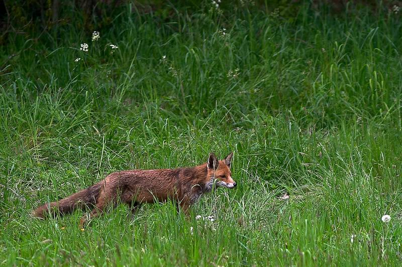Auf der Jagd..      ND