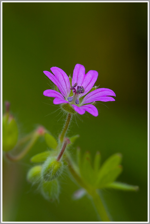 Weicher Storchenschnabel (Geranium molle) ?