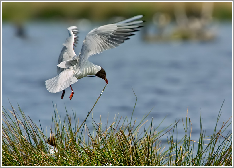 Lachmöwe (Larus ridibundus) am Nest, NSG Zwillbrocker Venn