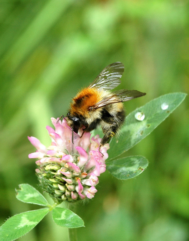 Biene Maja (Forum für Naturfotografen)