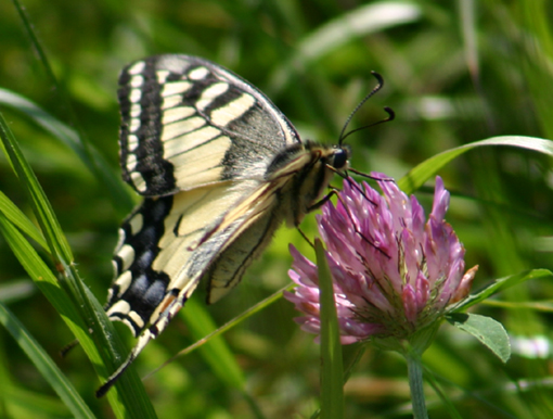 Schmetterling ND