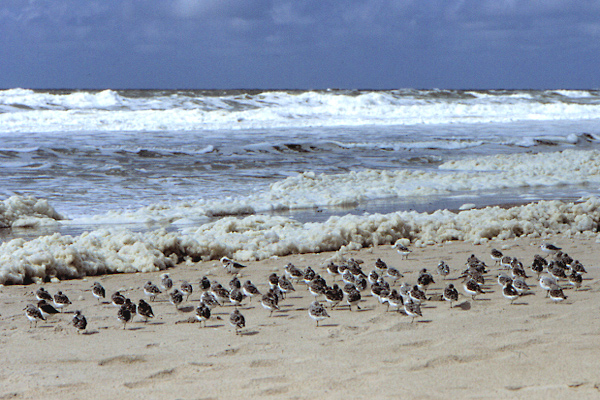 Alpenstrandläufer am Nordseestrand ND