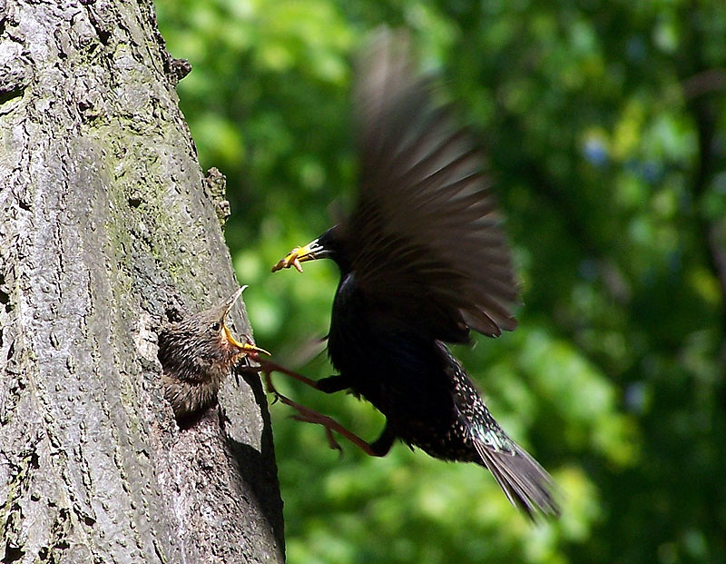 Action!